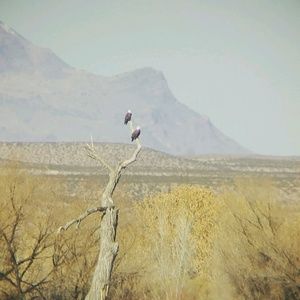 Meet your Posher, Gilbert